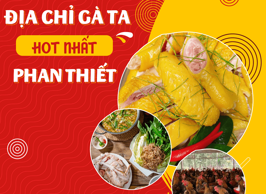 Gà Ta Sạch Đồi Cát Địa Chỉ Mua Gà Hot Tại Phan Thiết