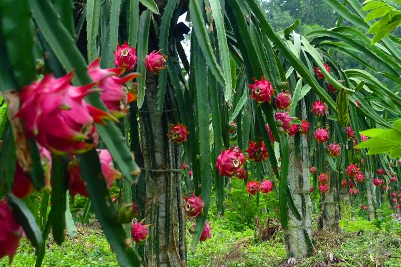 Lợi ích sức khỏe không ngờ từ quả thanh long